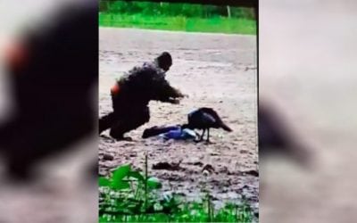 Hunter Takes His Tom, Catches His Little Brother By Hand