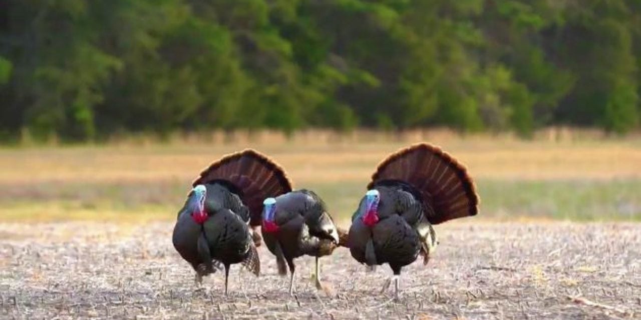 Hunters Pull Off Crazy Turkey Triple