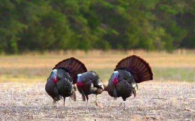 Hunters Pull Off Crazy Turkey Triple