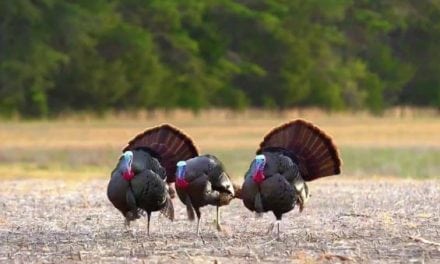 Hunters Pull Off Crazy Turkey Triple