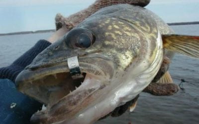 If You Catch the Right Tagged Walleye, You Could Earn $100 in Michigan