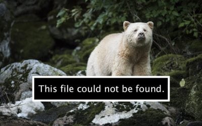 Keeping Your Photos Safe, Part 1: Don’t Touch Anything!