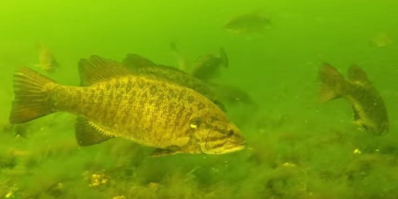 Large School (wolf packs) of Big Bass Feeding on Lake Bottom