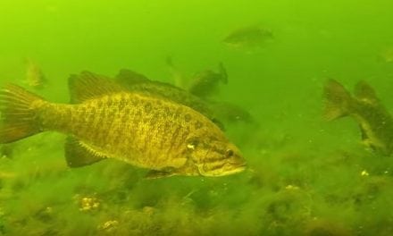 Large School (wolf packs) of Big Bass Feeding on Lake Bottom