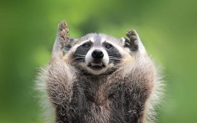 Last Frame: Thief Surrenders