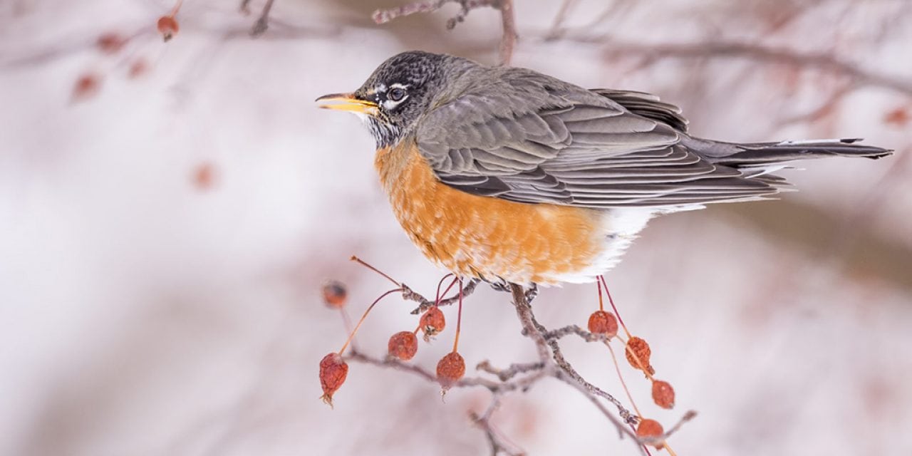 Last Gasp Of Winter Assignment Winner Dawn Wilson