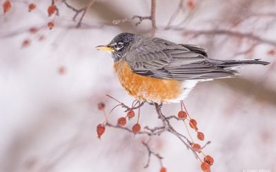 Last Gasp Of Winter Assignment Winner Dawn Wilson