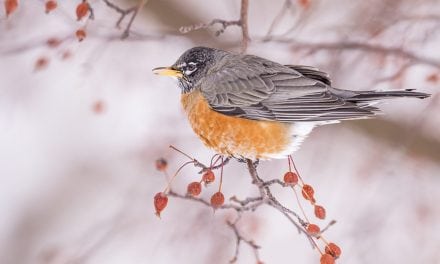 Last Gasp Of Winter Assignment Winner Dawn Wilson