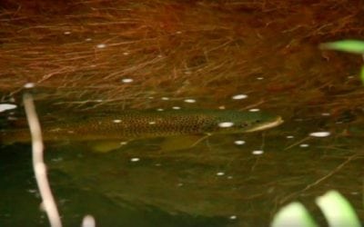 Let’s Thank Orvis for Yet Another Great Feeding Trout Video