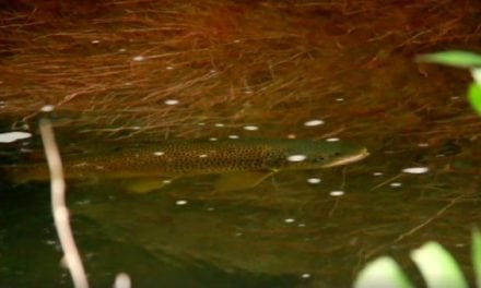 Let’s Thank Orvis for Yet Another Great Feeding Trout Video