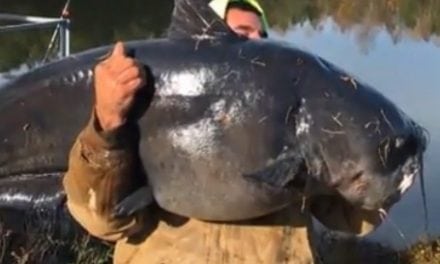 Massive 112-pound catfish caught in NC