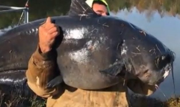 Massive 112-pound catfish caught in NC
