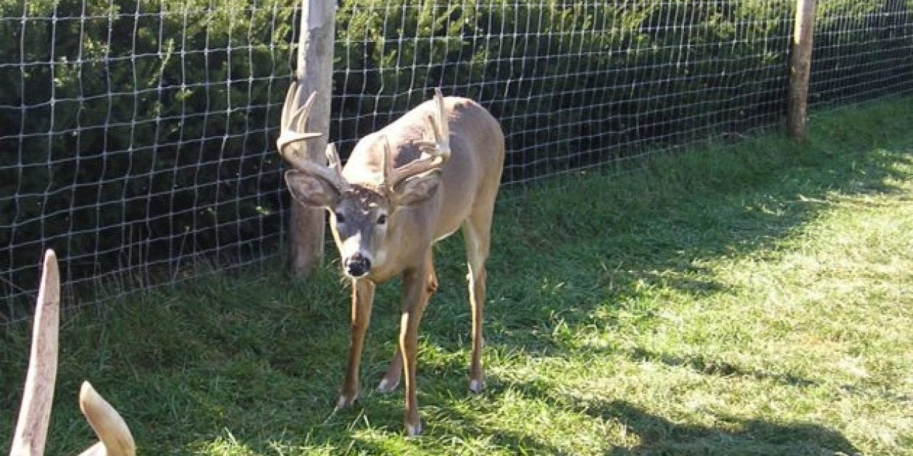 Michigan Game Ranch Owner Sentenced for Falsifying CWD Testing Info