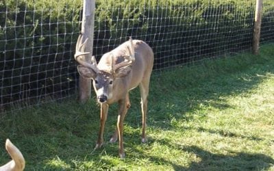 Michigan Game Ranch Owner Sentenced for Falsifying CWD Testing Info