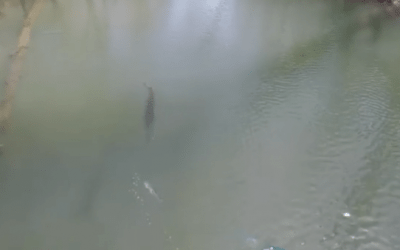 Muskie Fishing Coming in Hot on the Fly