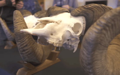 New Bighorn Sheep Record is Testimony to Conservation