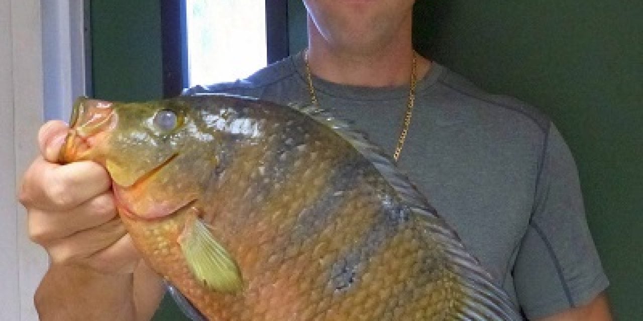 New State Record for Florida- Mayan Cichlid