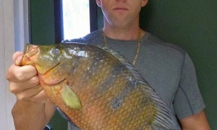 New State Record for Florida- Mayan Cichlid