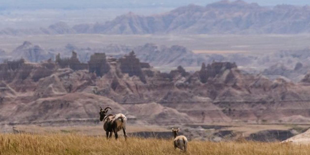 North Dakota Bighorn Sheep Population Declines