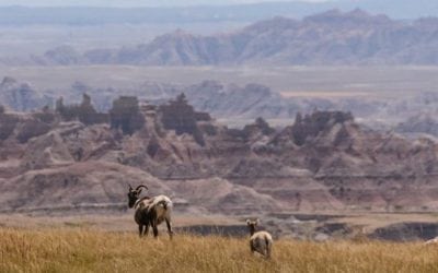 North Dakota Bighorn Sheep Population Declines