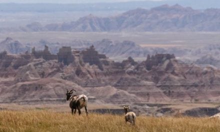 North Dakota Bighorn Sheep Population Declines