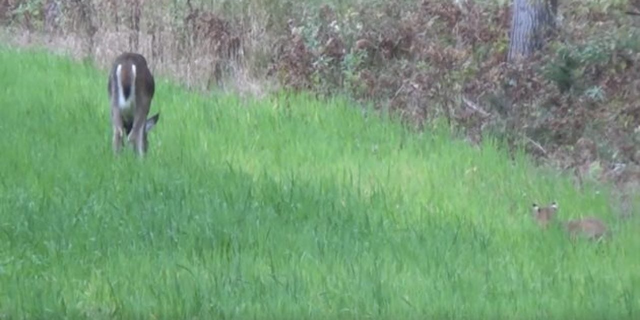 Not Many People Get to See a Bobcat Stalking a Deer Like This