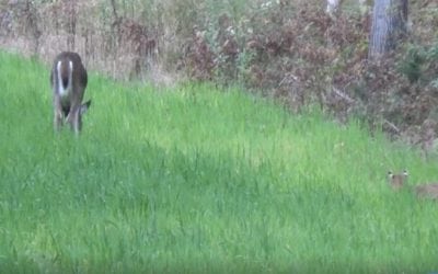 Not Many People Get to See a Bobcat Stalking a Deer Like This
