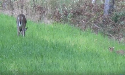 Not Many People Get to See a Bobcat Stalking a Deer Like This