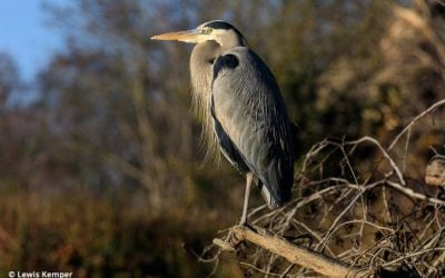 Optimum Super-Tele Performance