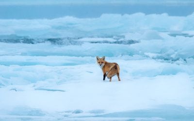 Photo Of The Day By Fred Lemire