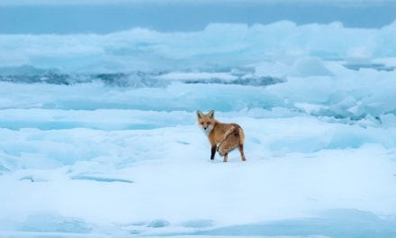 Photo Of The Day By Fred Lemire