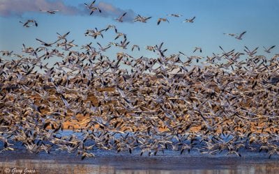 Photo Of The Day By Gary Jones