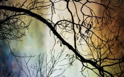 Photo Of The Day By Lynda Holman