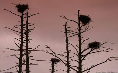 Photo Of The Day By Matt Gleckman