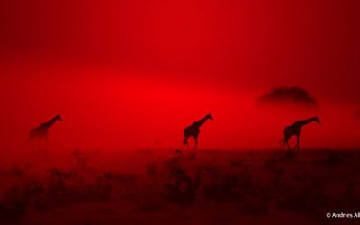 Pick A Color Assignment Winner Andries Alberts