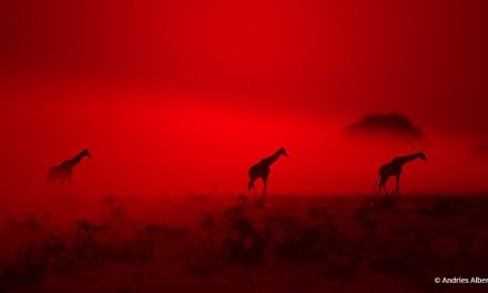 Pick A Color Assignment Winner Andries Alberts