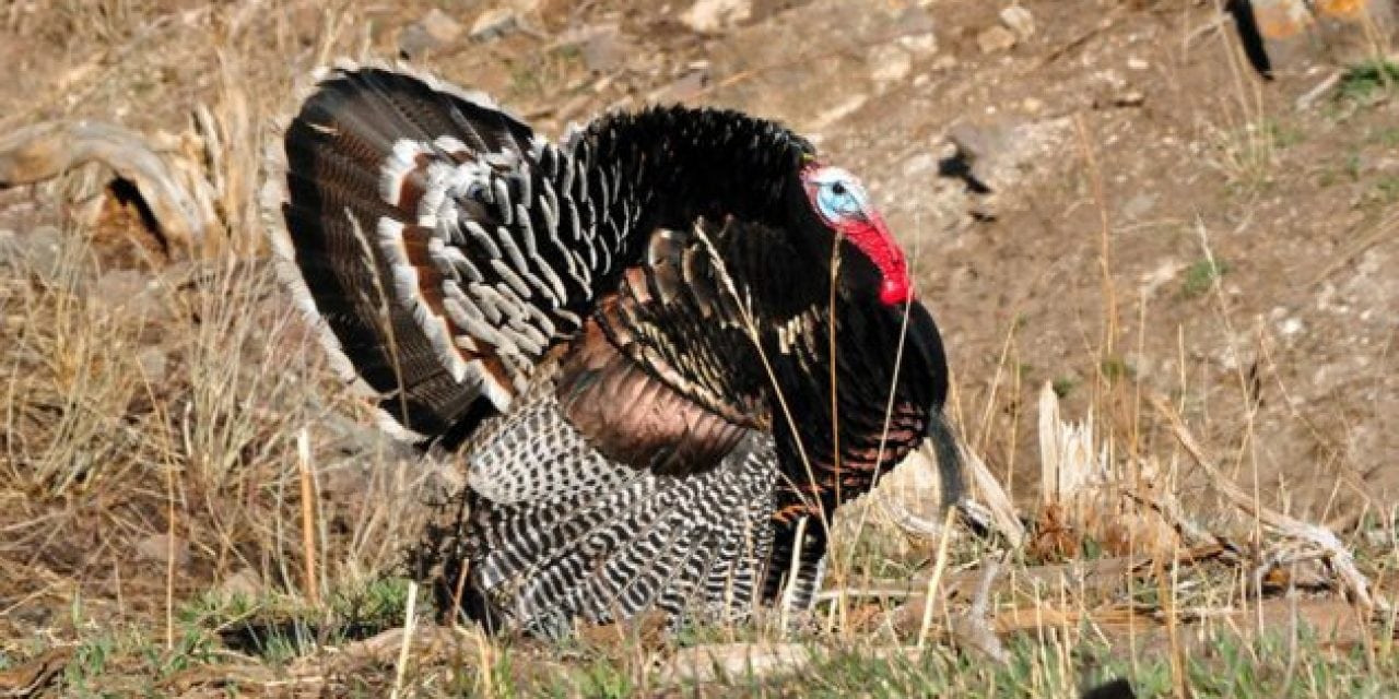 Practice These Hunting Safety Tips During Turkey Season