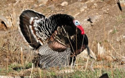 Practice These Hunting Safety Tips During Turkey Season
