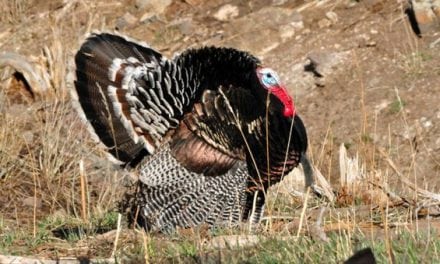 Practice These Hunting Safety Tips During Turkey Season