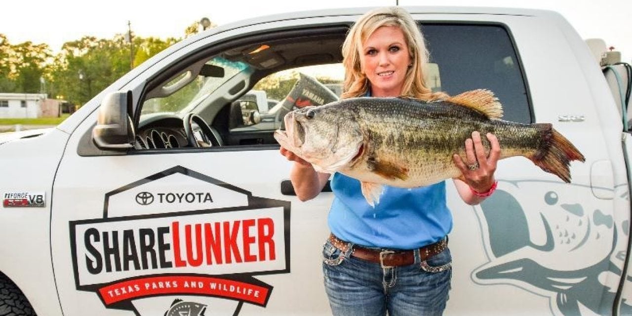 Sam Rayburn Yields A Texas ShareLunker Giant