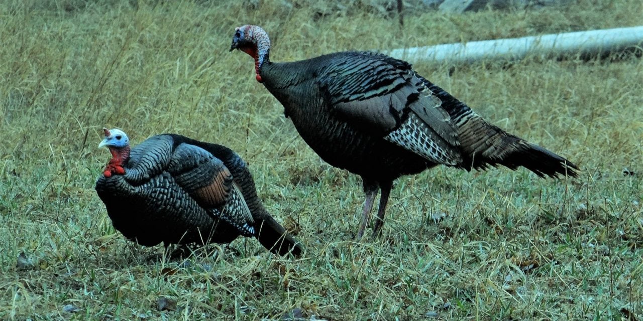 Spring Turkey Hunters: Why Not Take A Jake!