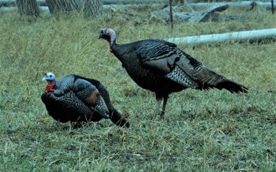 Spring Turkey Hunters: Why Not Take A Jake!