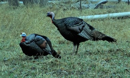 Spring Turkey Hunters: Why Not Take A Jake!