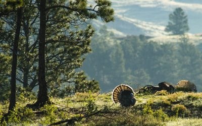 Teeming with Turkeys