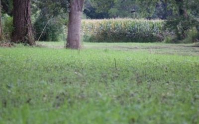 The Best Seeds to Plant for This Deer Season