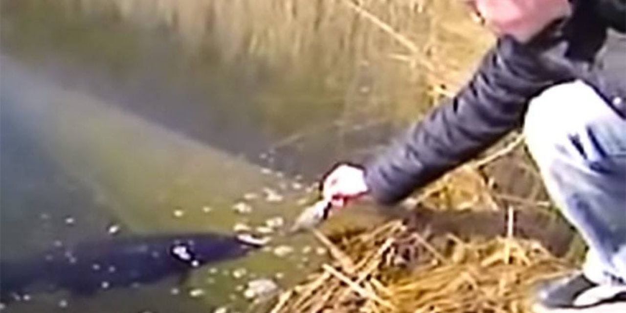 This is Why You Shouldn’t Try to Hand-Feed Pike