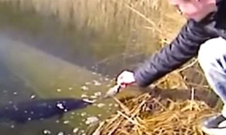 This is Why You Shouldn’t Try to Hand-Feed Pike