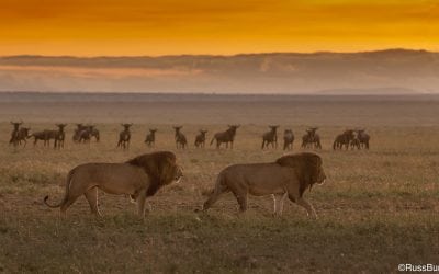 Three Quick Nature Photography Tips