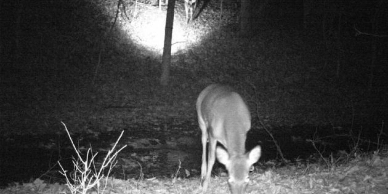 Trail Camera Captures Extremely Rare Moment
