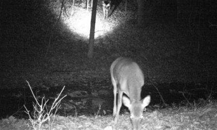 Trail Camera Captures Extremely Rare Moment